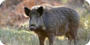 Wildschweine töten Kämpfer des Islamischen Staates