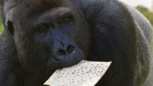 Israel: Gorilla freut sich zu Pessach über Mazze