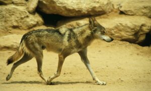 Canis lupus arabs: In Israel und dem Westjordanland lebten schon immer Wölfe