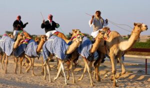 Kamelrennen haben sich in der arabsichen Welt zu einem professionellen Geschäft entwickelt