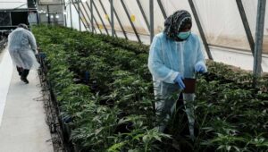 Neben medizinischen Zwecken soll der Cannabis in Israel bald auch zu Genusszwecken freigegeben werden