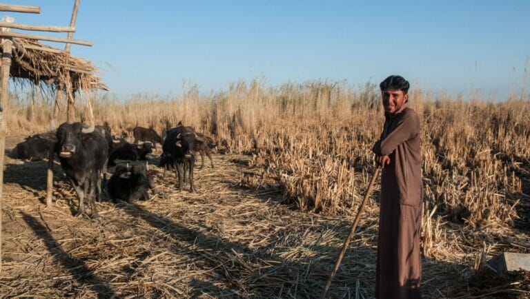 Wegen Wasserknappheit können irakische Bauern ihre Büffel nicht mehr tränken