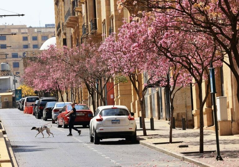 Blütezeit in Libanons Hauptstadt Beirut. Um wieviel Uhr das Foto gemacht wurde, lässt sich aktuell nicht eindeutig beantworten. (© imago images/Xinhua)
