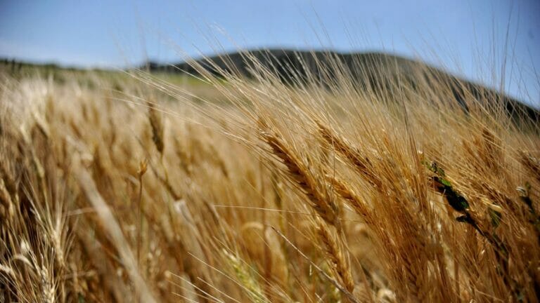 60 Prozent der tunesischen Getreideernte sind von Dürre bedroht