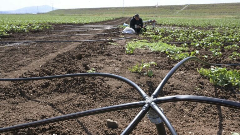 Tröpfchenbewässerung: Israelische Innovationen in der Wasseraufbereitung könnten Vorbild für Afrika sein