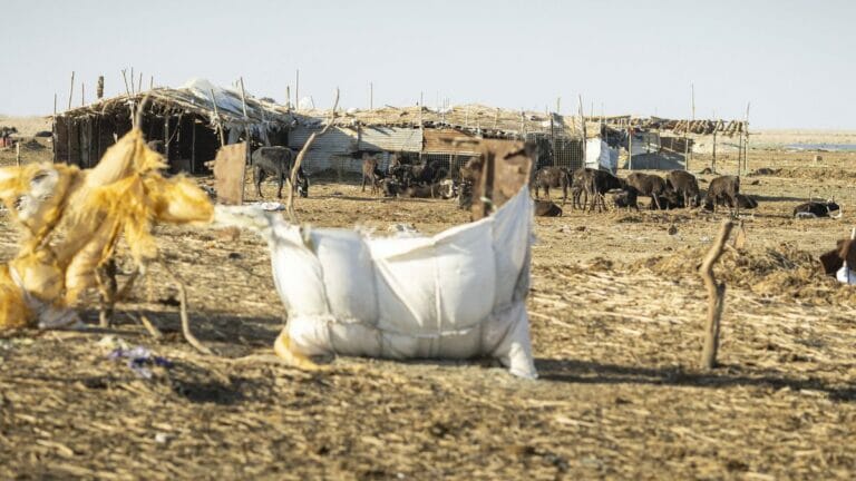 Der Klimawandel macht Iraks Landwirtschaft besonders zu schaffen