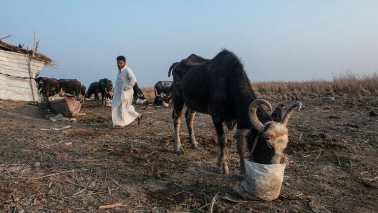 Der Wassermangel im Südirak macht Landwirtschaft und Tierzucht zusehends schwierig